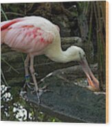 Thirsty Spoonbill Wood Print