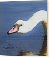 Thirsty Swan Wood Print