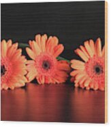 Three Gerberas Wood Print