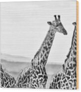 Three Giraffes Wood Print