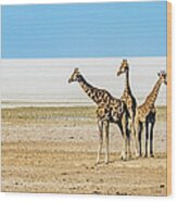 Three Giraffes, Etosha National Park, Namibia Wood Print