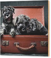 Three Miniature Schnauzer Puppies In Wood Print