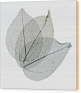 Three Overlapping Skeleton Leaves On White Wood Print