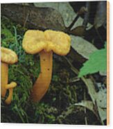 Three Small Mushrooms Wood Print