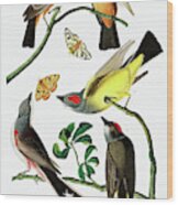 Three Varieties Of Flycatcher From Audubon Wood Print
