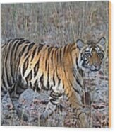 Tiger At Bandhavgarh Wood Print