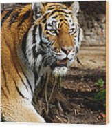 Tiger Portrait Wood Print