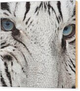 Tiger Snarl Wood Print