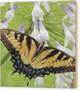 Tiger Swallowtail Ii Wood Print