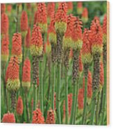 Torch Lily Wood Print