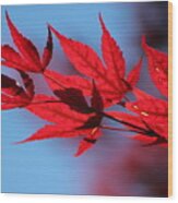 Torch Red Japanese Maple Leaves On Malibu Blue Wood Print