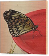 Torn Butterfly Wood Print