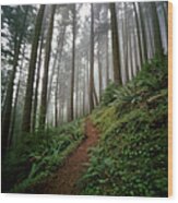 Trail Winding Through Lush Foggy Forest Wood Print