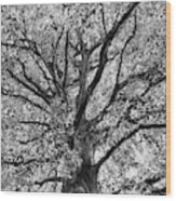 Tree Branches Wood Print