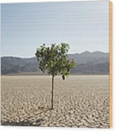 Tree Growing In Desert Wood Print