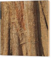 Tree Trunk And Bark Of Chambak Wood Print