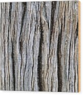 Tree Trunk Showing Grain - Full Frame Wood Print