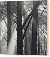 Trees And Fog Wood Print