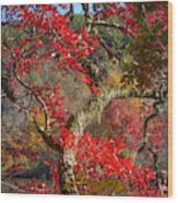 Trees Of  Autumn Reds Wood Print