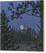 Trees On Field At Custer State Park Against Sky At Night Wood Print