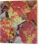 True Autumn Colors Wood Print