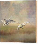 Trumpeter Swan Landing - Painterly Wood Print