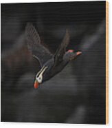Tufted Puffin Wood Print