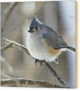 Tufted Titmouse In Winter Wood Print