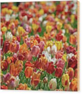 Tulip Bounty Wood Print