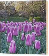 Tulip Garden Wood Print