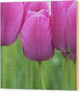 Tulip Purple Pride Flowers Wood Print
