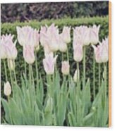 Tulip (tulipa 'elegant Lady') Wood Print