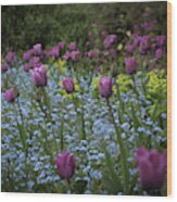 Tulips At Great Dixter Gardens Wood Print