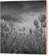 Tulips Wood Print