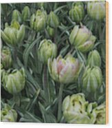 Tulips Galore Wood Print