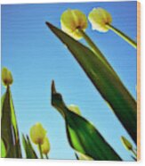 Tulips Holland Michigan 944 Wood Print