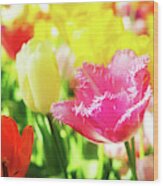 Fringed Tulips Wood Print