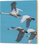 Tundra Swans In Flight Wood Print