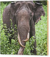 Tusker Asian Elephant Wood Print