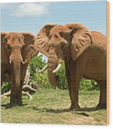 Two African Elephants Wood Print