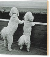 Two Bichon Frise Dogs Standing On Hind Wood Print