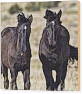 Two Black Mustang Foals Wood Print