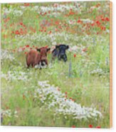 Two Norfolk Cows In Wild Flower Meadow Wood Print