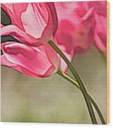 Two Intertwined Pink Tulip Blooms Wood Print