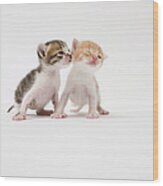 Two Kittens Kissing Against White Wood Print