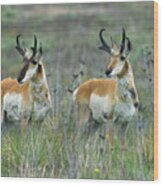 Two Pronghorn Antelope Bucks Ii Wood Print