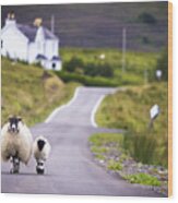 Two Sheep Walking On Street In Scotland Wood Print