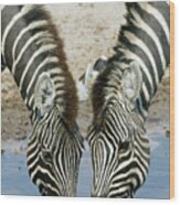 Two Zebras Equus Quagga Drinking Water Wood Print