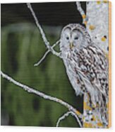Ural Owl Perching On An Aspen Twig Wood Print