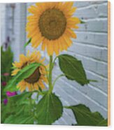 Urban Sunflower Wood Print